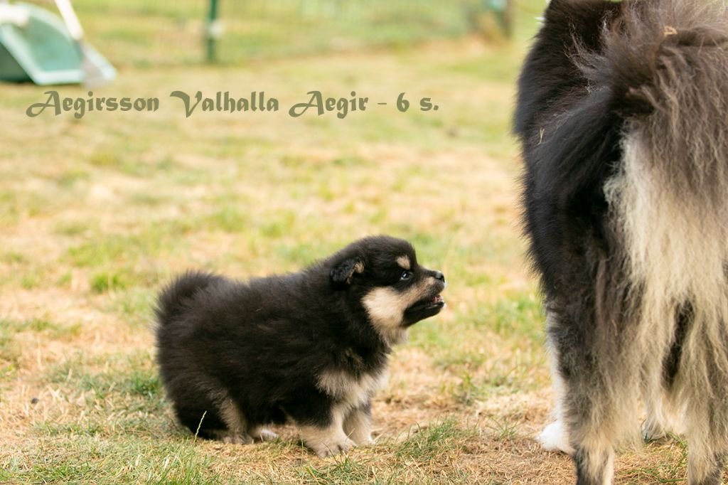 chiot Chien finnois de Laponie Aegirsson