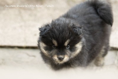 Universe's URSA MINOR