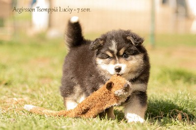 Tsemppiä LUCKY