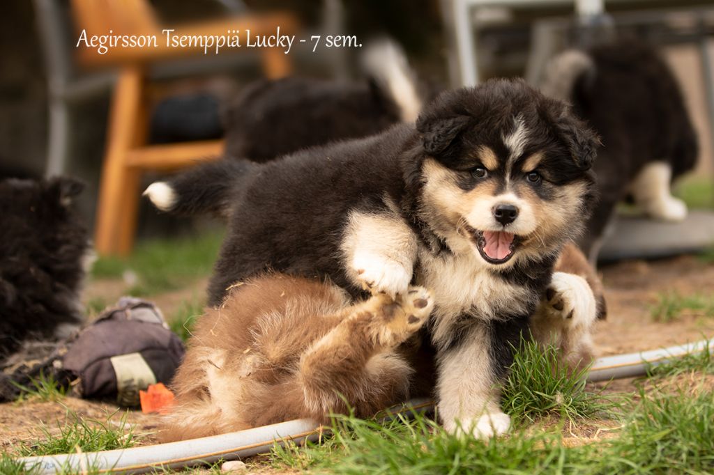 chiot Chien finnois de Laponie Aegirsson