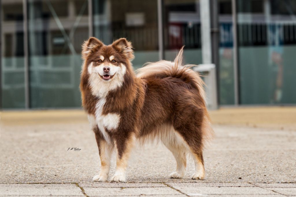 chiot Chien finnois de Laponie Aegirsson