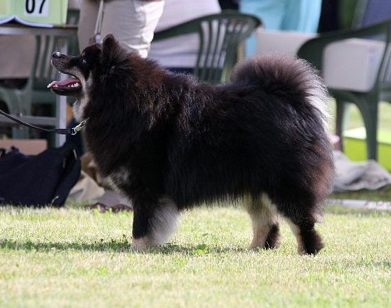 CH. Aegirsson Duncan mac leod