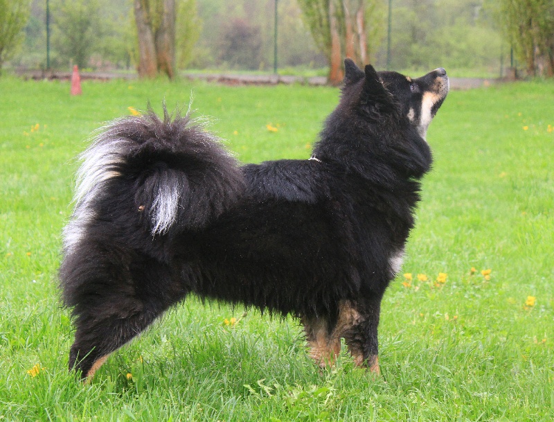 CH. Aegirsson Gamgee elanor dite giannis