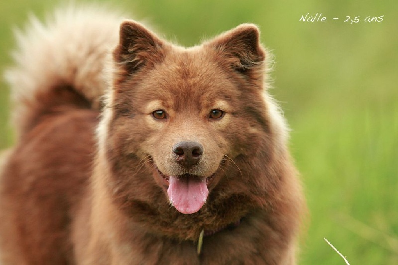 CH. Rahkkasan Incrédible louise dite nalle