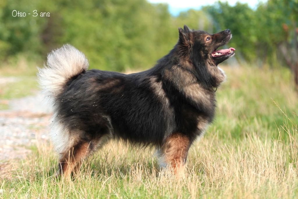 CH. eisenfest Myrskyvaroitus