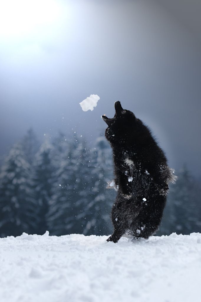 CH. dagolas Quningatar