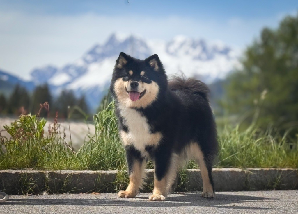 CH. Aegirsson Twentieth year's shaniah