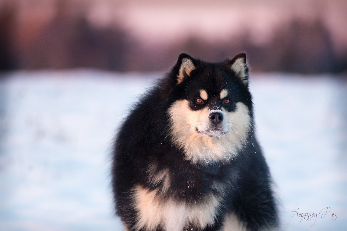 CH. Aegirsson VALHALLA AEGIR