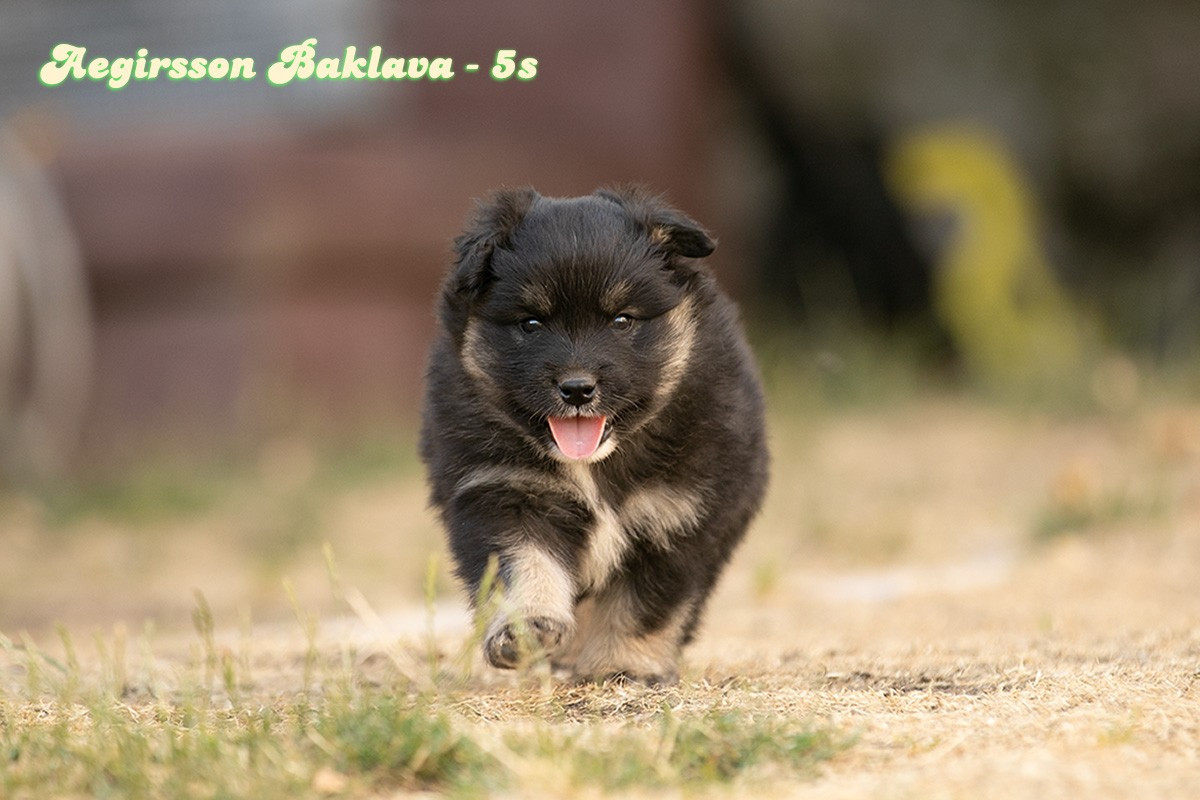 UN CHIOT DISPONIBLE MI AOÛT