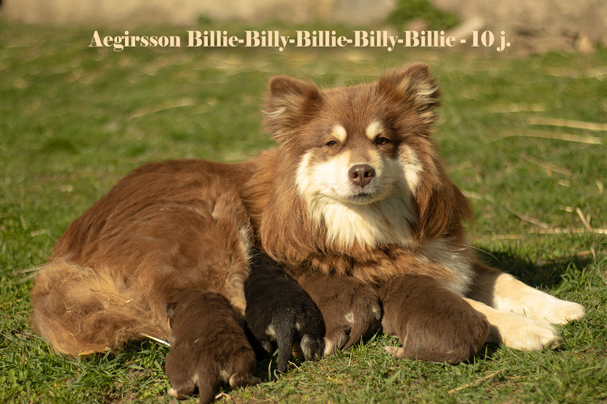 Chiot Chien finnois de Laponie Aegirsson