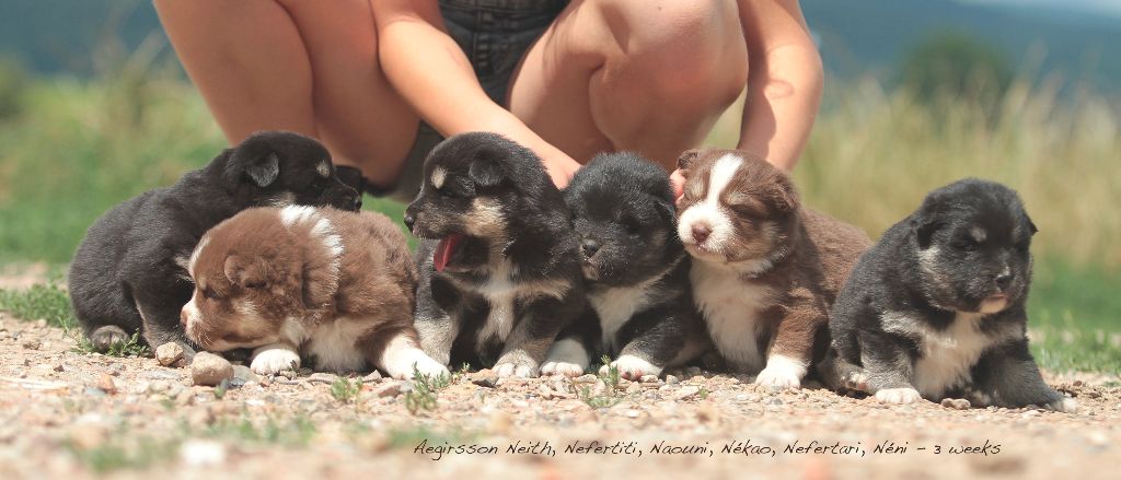 Aegirsson - Chien finnois de Laponie - Portée née le 10/06/2017