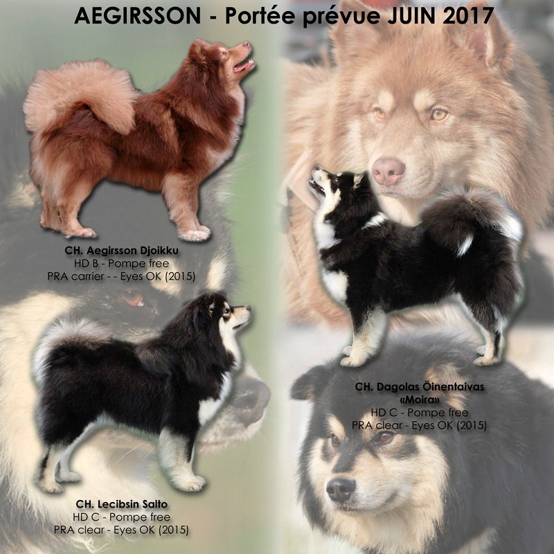 Aegirsson - Chien finnois de Laponie - Portée née le 10/06/2017