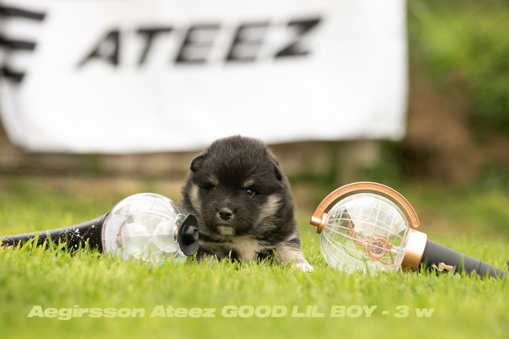 Aegirsson - Chien finnois de Laponie - Portée née le 22/08/2025