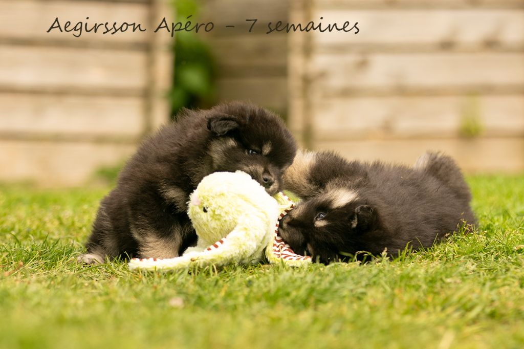 Aegirsson - Chien finnois de Laponie - Portée née le 22/03/2025
